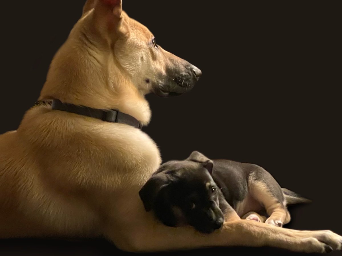 DPSRescue's tweet image. Josie (previously Rainbow Jelly) has found her happily ever after! She is so loved, has a big personality and can definitely hold her own when it comes to big brother, Duke #DPSAlumni #PuppyLove