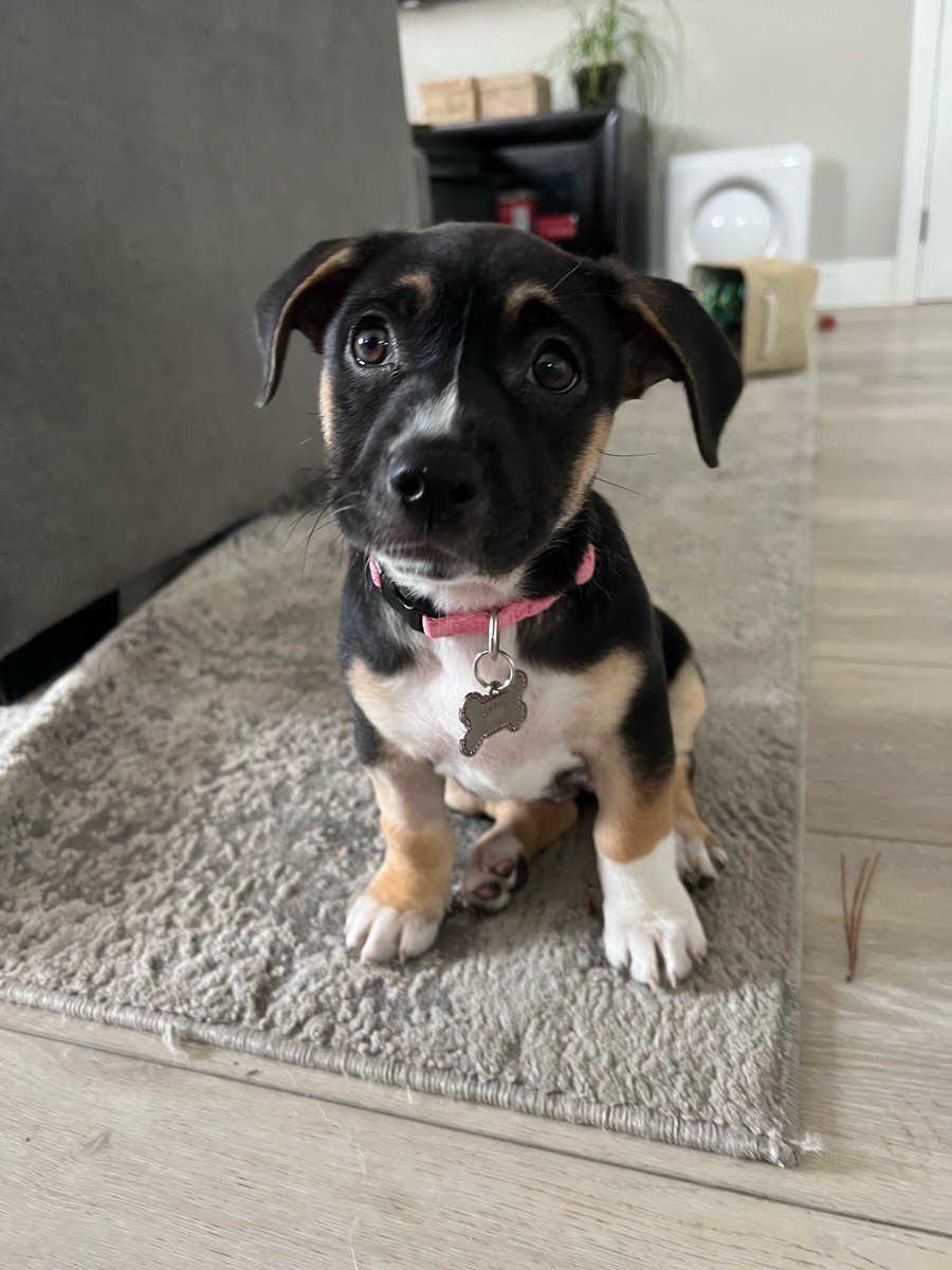 DPSRescue's tweet image. Josie (previously Rainbow Jelly) has found her happily ever after! She is so loved, has a big personality and can definitely hold her own when it comes to big brother, Duke #DPSAlumni #PuppyLove