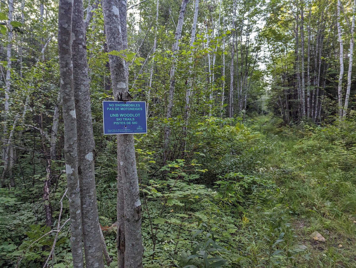 Pleased to have a chance to explore one corner of the @UNB Woodlot this morning before a breakfast meeting.