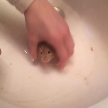🐹 (@hamstersoyeon) on Twitter photo 