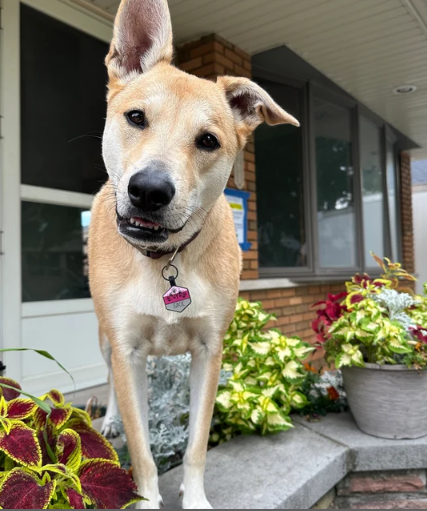 PetANtastic's tweet photo. Okay, but where's your pink tag?"

Happy Wednesday!🩷

#pettastic #petantastic #PINK #PINKWEDNESDAY #smallbusiness https://t.co/mAmJAnYwcH