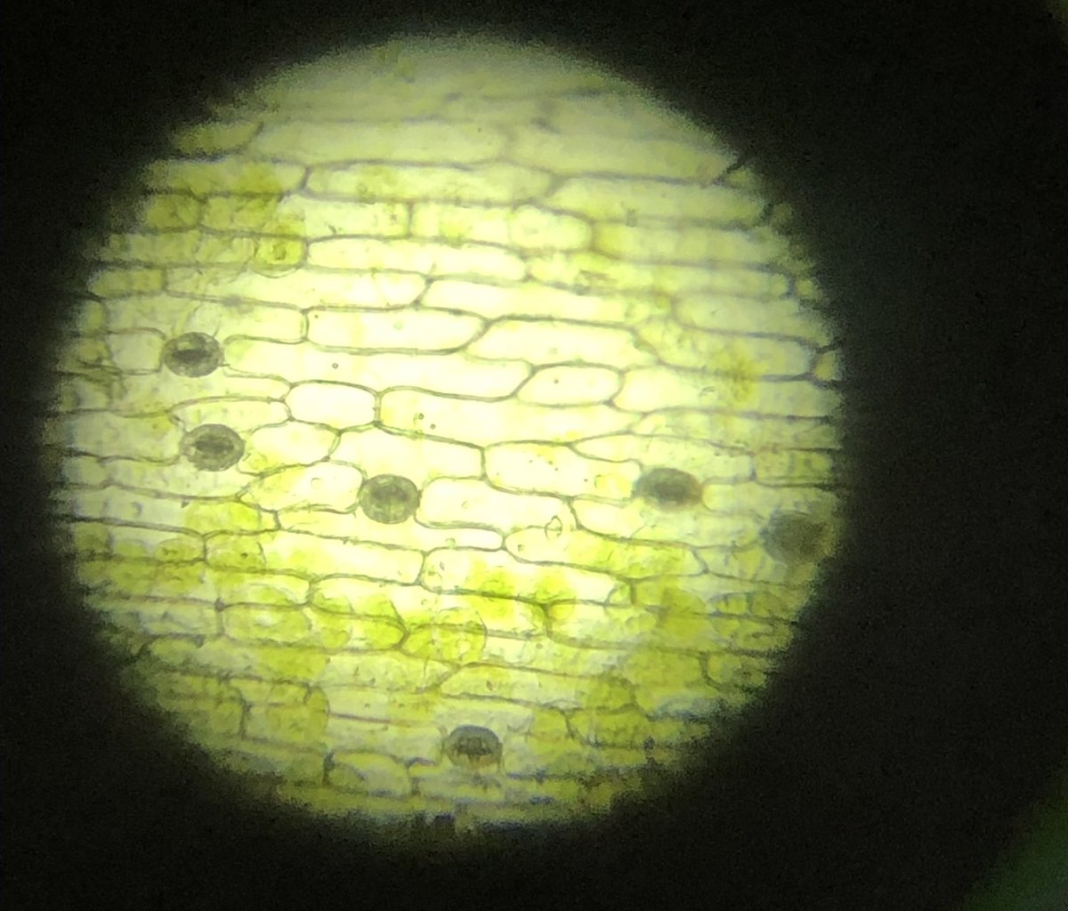 noxthelion's tweet photo. Monstera dermal leaf peel showing stomatal patterning. #bio154 #lightmicroscopy #biology https://t.co/jlGQVJqyhb