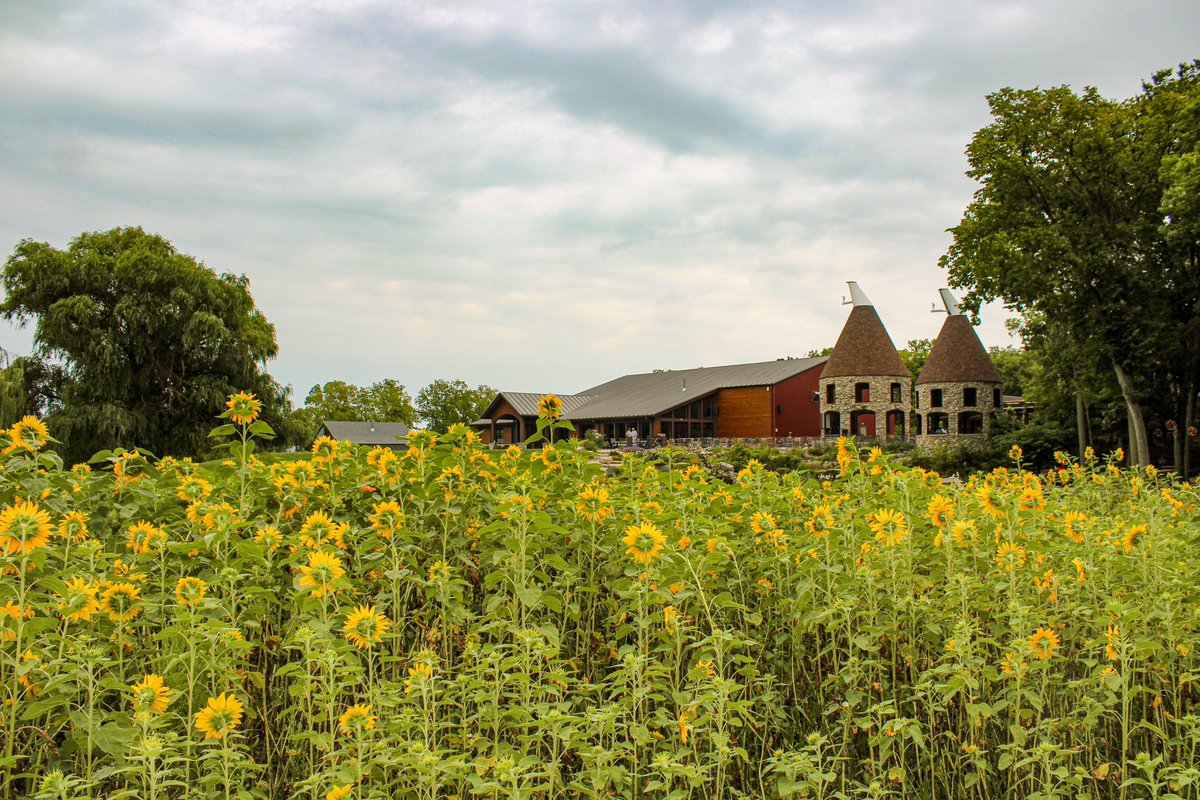TwinOast's tweet photo. Who needs a yellow brick road when you’ve got a sunflower path leading to great brews? 🌻🍻 #ViewsAndBrews https://t.co/q9JiOnjtFb