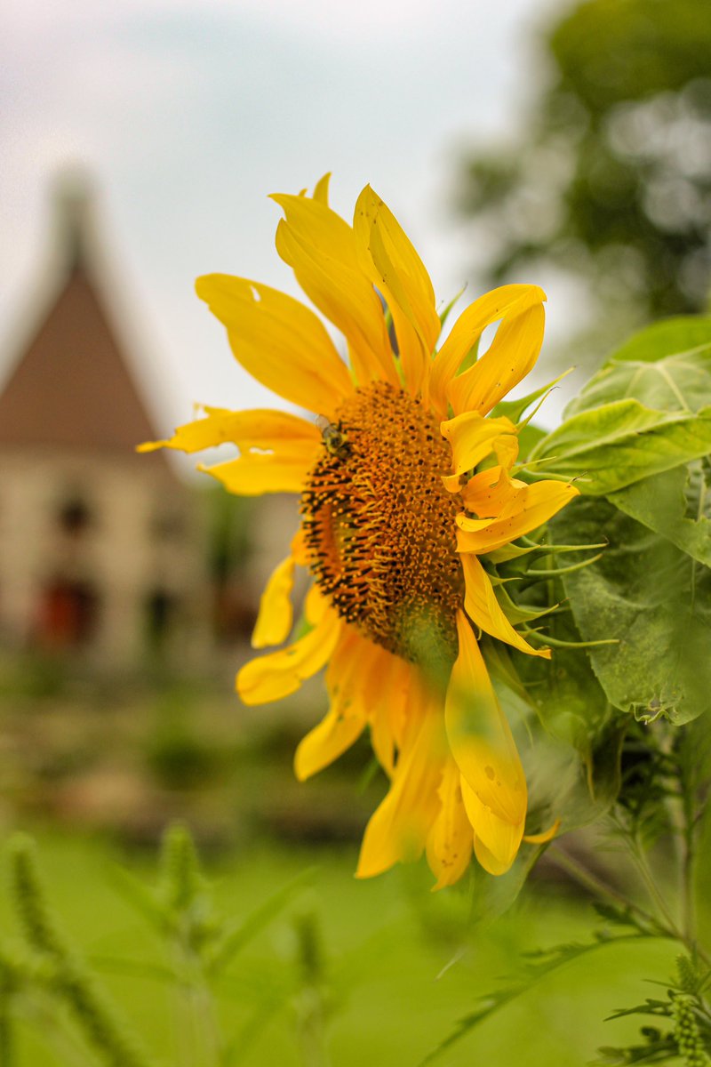 TwinOast's tweet photo. Who needs a yellow brick road when you’ve got a sunflower path leading to great brews? 🌻🍻 #ViewsAndBrews https://t.co/q9JiOnjtFb