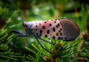 This is a spotted lanternfly. If you see one when you're outside, kill it. This bug is destroying grapevines and other plants