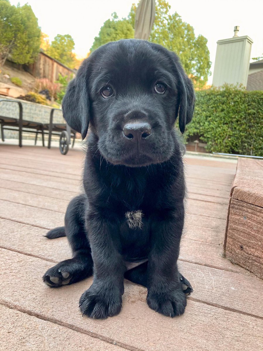 dog_rates's tweet image. This is Alpine. He has a small white patch on his belly. The scientific term for it is a squishy sweetie pie scritchy splotch. 12/10