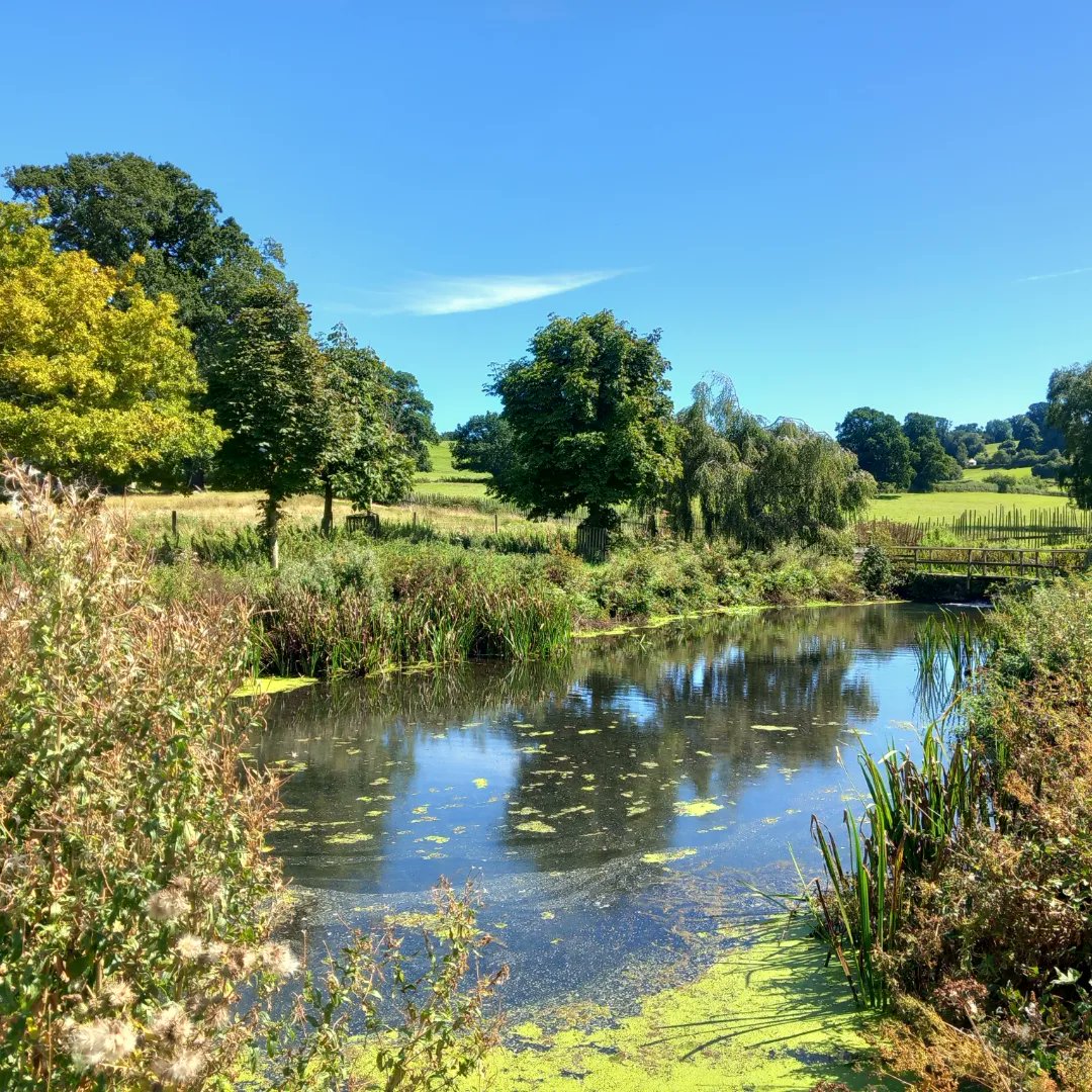 lazyperfection's tweet photo. Reflection on my afternoon stroll #walking #longleat #water #nature #pond #reflection #outdoors #wiltshire #summer #lovewhereyoulive #cranbornechase #countryside #exercise #stillwater #mirror #treereflection #tree @Longleat @WiltsWildlife https://t.co/ZLHNOxeBv0