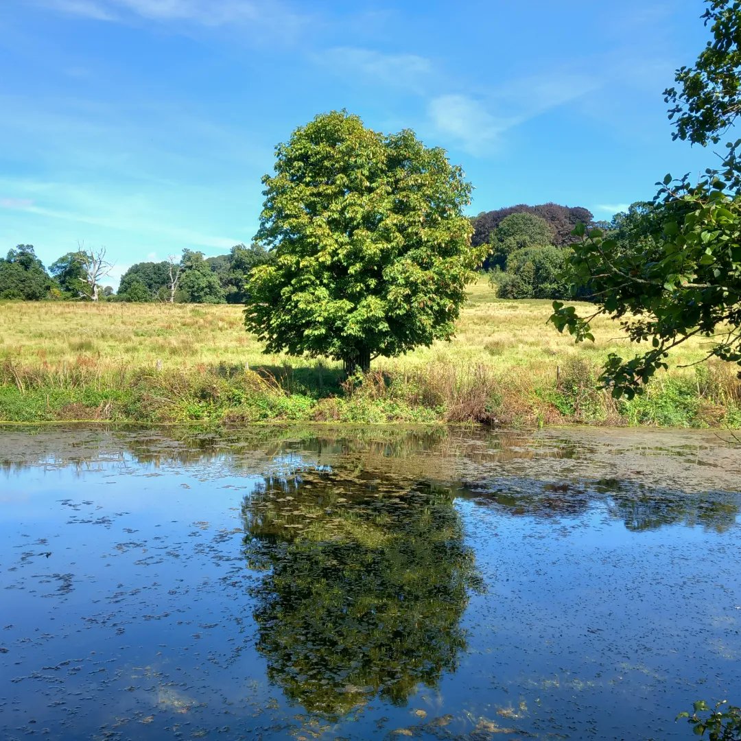 lazyperfection's tweet photo. Reflection on my afternoon stroll #walking #longleat #water #nature #pond #reflection #outdoors #wiltshire #summer #lovewhereyoulive #cranbornechase #countryside #exercise #stillwater #mirror #treereflection #tree @Longleat @WiltsWildlife https://t.co/ZLHNOxeBv0