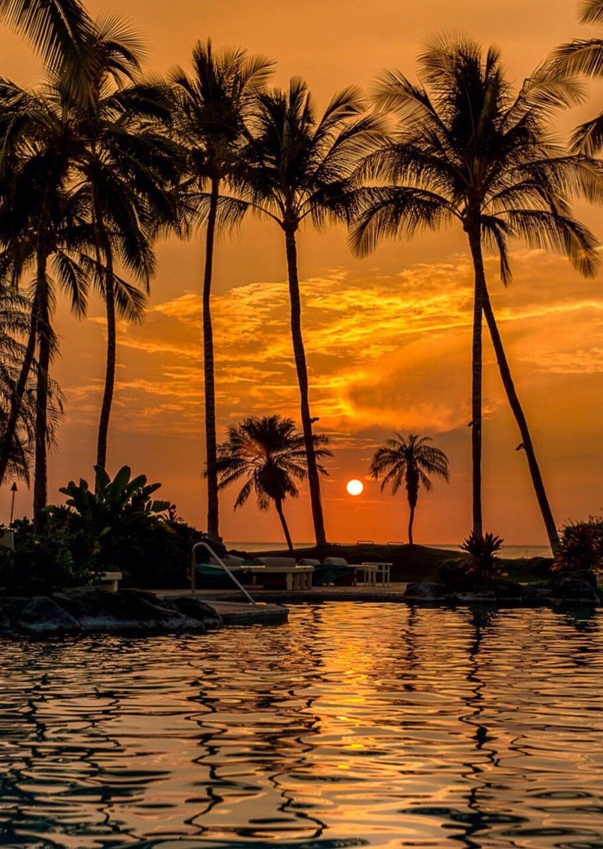 ViralTodayX's tweet photo. Sunset lovers here ? 🌴 💛 https://t.co/VGbyyWmDG2