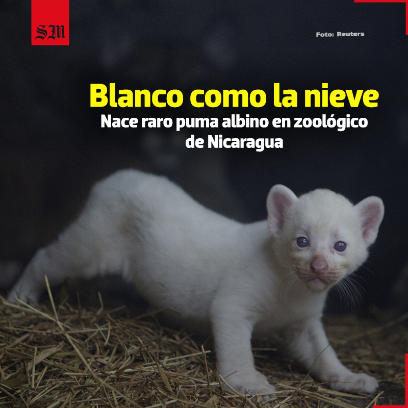 elsolde_mexico's tweet photo. 🤯💖 Este recién nacido, sería el tercer registro de un puma albino que ocurre en el mundo.

😻 En el #Zoológico Thomas Belt ubicado en Juigalpa, departamento de Chontales, Nicaragua, nació un raro ejemplo de #puma albino.
https://t.co/oon3mkAxpD

📷 Reuters https://t.co/umnA5GOVgS