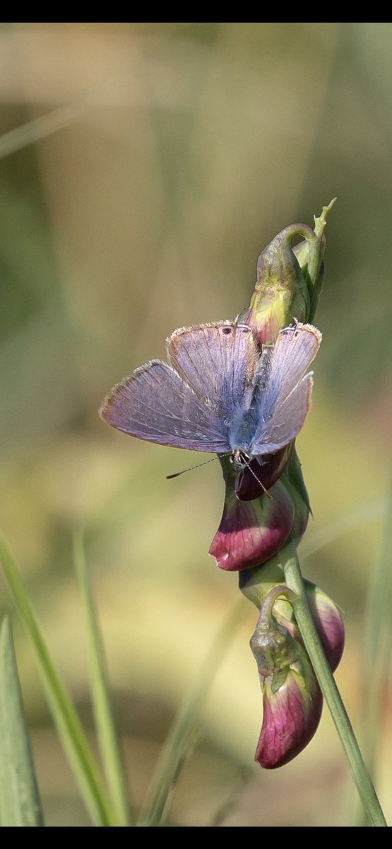 I was lucky this morning as almost the first butterfly I saw at Kingsdown Leas was a male Long-tailed Blue. Slightly worn but still a cracker.. @savebutterflies @bockhillbirders @Sandwichbirdobs @BCKentBranch @ukbutterflies @mothyflowergirl @Willmart16