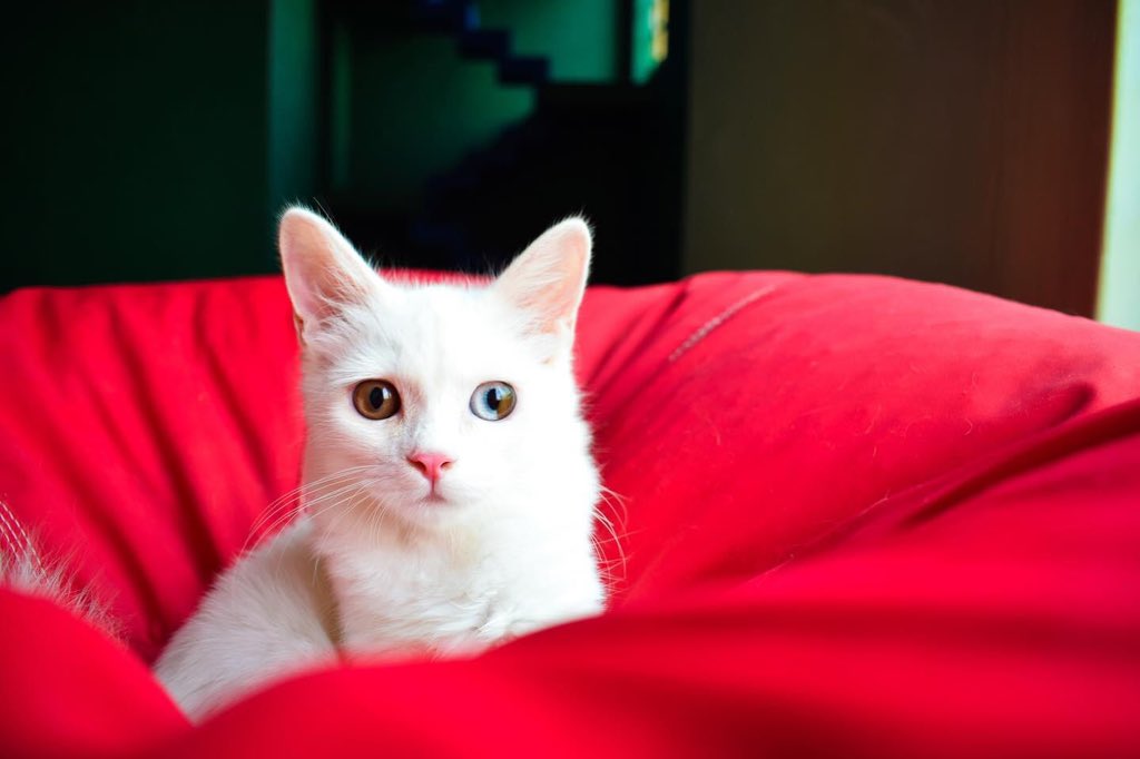 LahoreCatLady's tweet photo. Adoption, with fees: Our two-month-old male Persian, Kyle, has sectoral heterochromia: His left eye is half blue and half yellow. Cherished in Thailand and Turkey, cats with heterochromia are believed to usher wealth and prosperity to their owners. https://t.co/oXCEAkfqP0