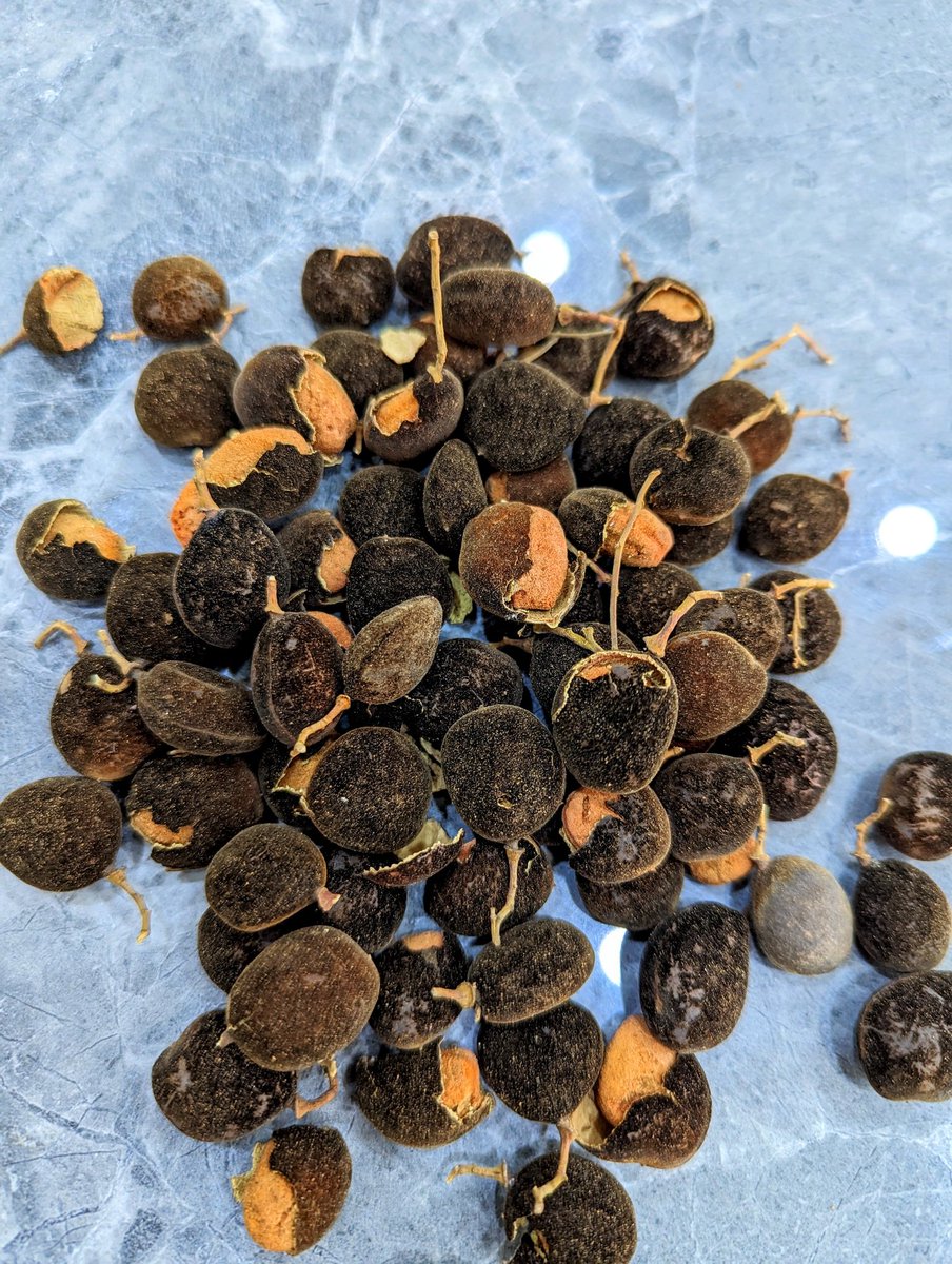 cheikhounacound's tweet photo. Chips de Solom !
Quatrième étape de la transformation de #Solom en chips de Solom.
Solom de la Casamance, Sénégal 🇸🇳.
Naa noopal Solom té jeul benen fruit 😂 . Inshallah https://t.co/8fGKWeUXPK