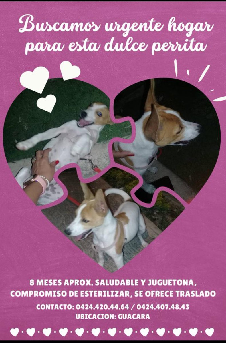 #carabobo. ADOPCION!  es muy cariñosa. Se comprometen a ESTERILIZAR!  Ayúdanos #difundiendo