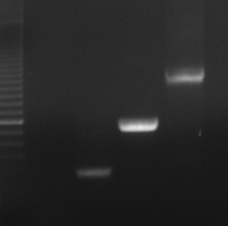 Never get tired of a good SOEing PCR.