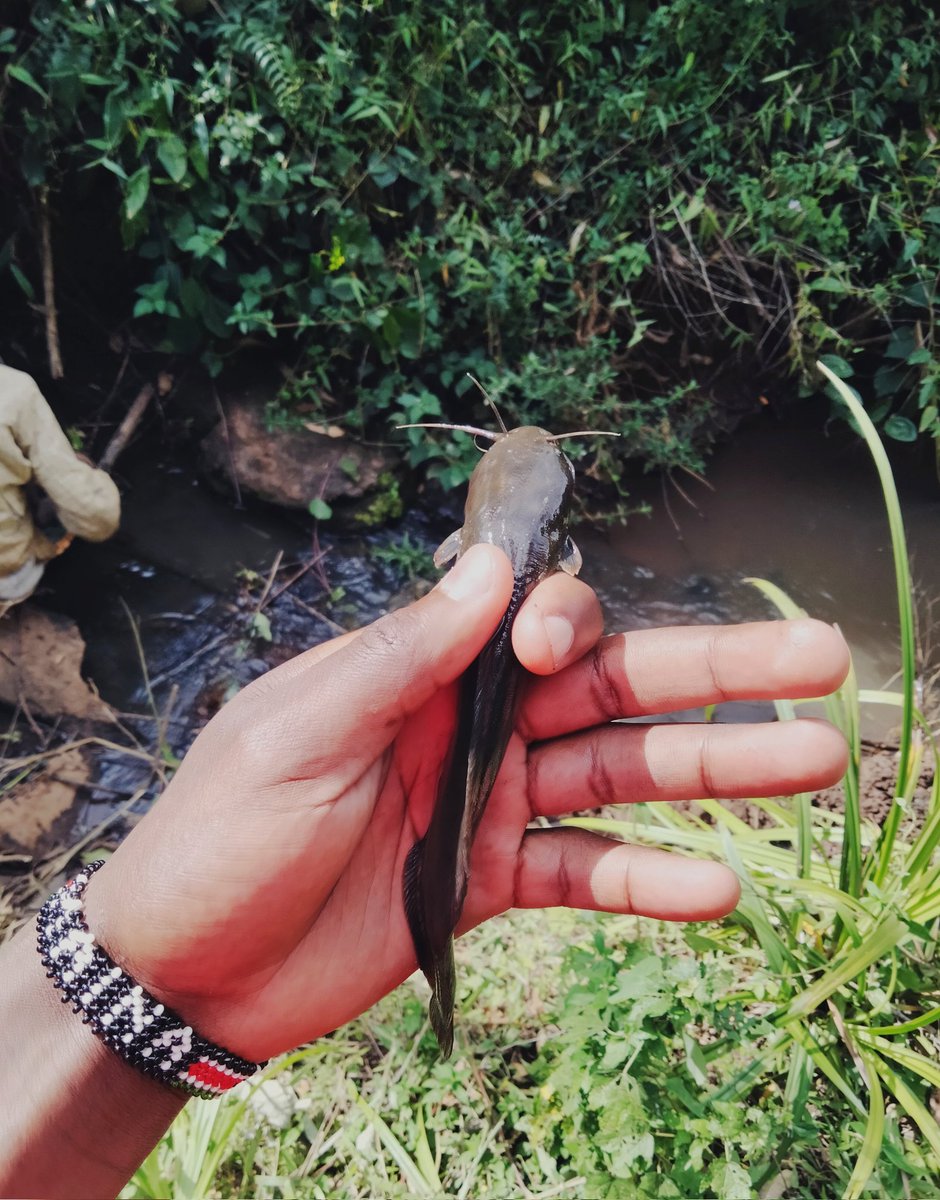 aleki_maina's tweet photo. Hii Ni Fishing ama poaching? 😄 https://t.co/EBSTVrnK59