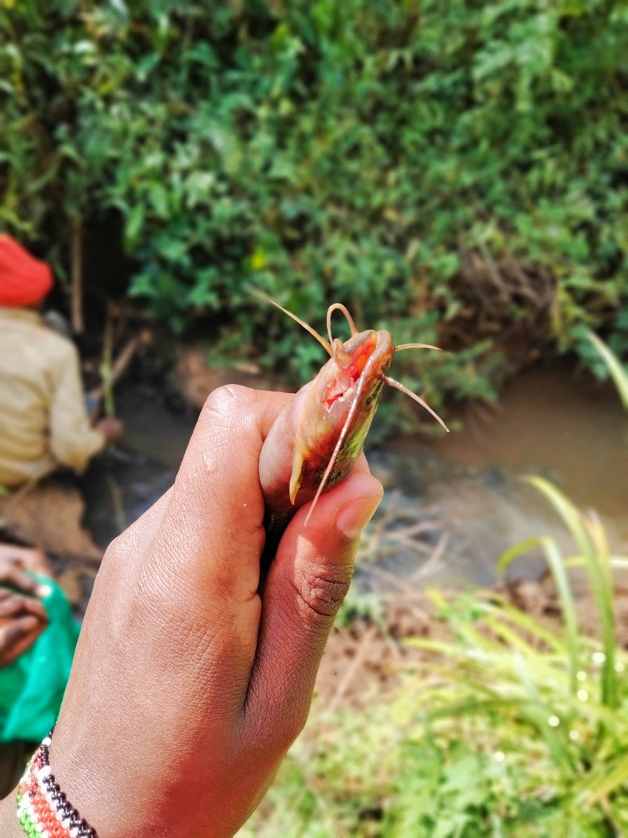 aleki_maina's tweet photo. Hii Ni Fishing ama poaching? 😄 https://t.co/EBSTVrnK59
