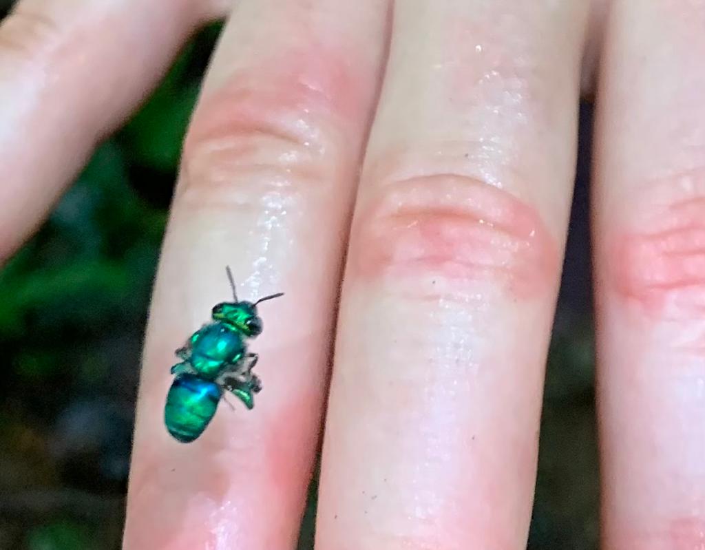 UCDTropicalEcology tweet media