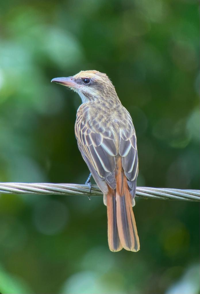 UCDTropicalEcology tweet media