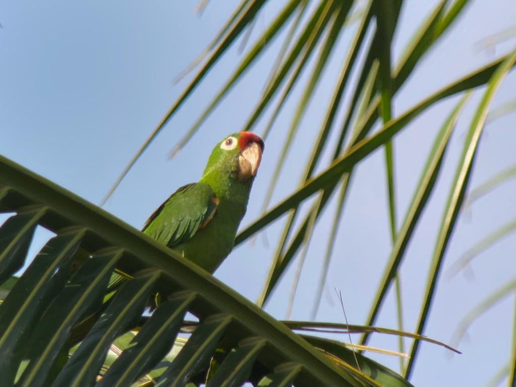 UCDTropicalEcology tweet media