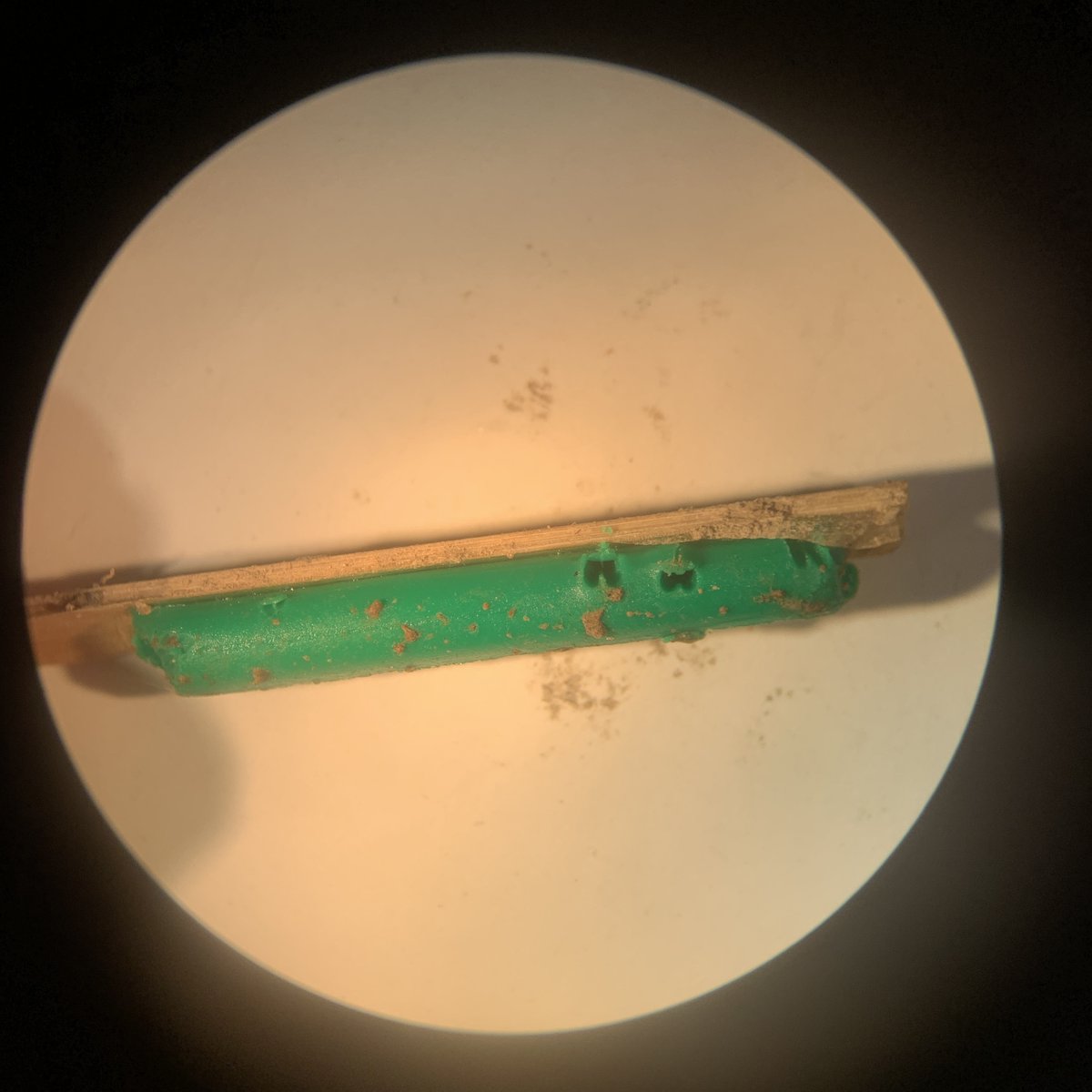 CnddopersComm's tweet photo. Just finished collecting data for the @predation_rates project - here are some photos from the field and lab of creatures (or evidence of them) trying to eat clay caterpillars!! https://t.co/3tvkI3p9V0