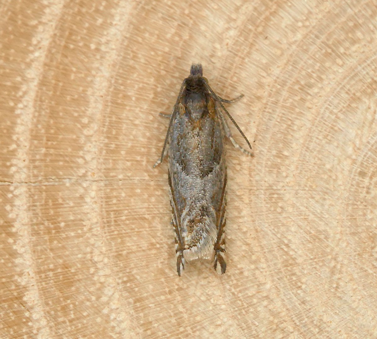 RatfaceFlanigan's tweet photo. 21-08-23. Could this be Ancylis comptana? Only 7mm long and seems to fit with size/flight times. Upper Caldecote, Bedfordshire, VC30. Seems to be rare, with only a handful of records in surrounding counties. https://t.co/w20jzaA0nA