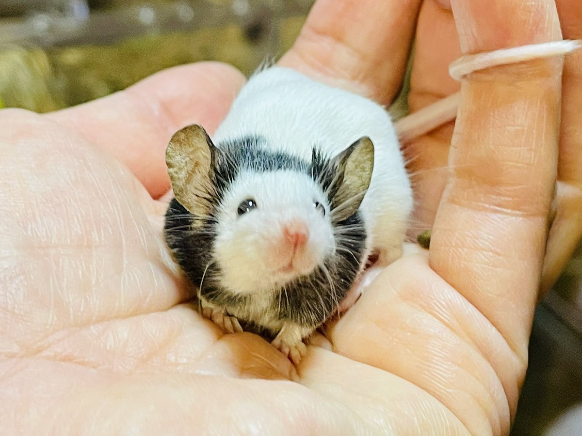 つやつやおめめキラキラなミヨ姫✨💕🐁👸