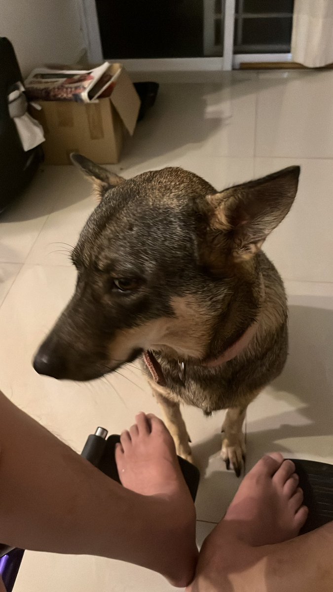 berttyih_als's tweet photo. Marcey is now a lonely figure as she sleeps in a different place. I no longer able to spent as much time with her since making my bed downstairs. I miss you, Marcey ! #marcey #gooddog #furryfriend #loyal https://t.co/jtVJMJJq7S