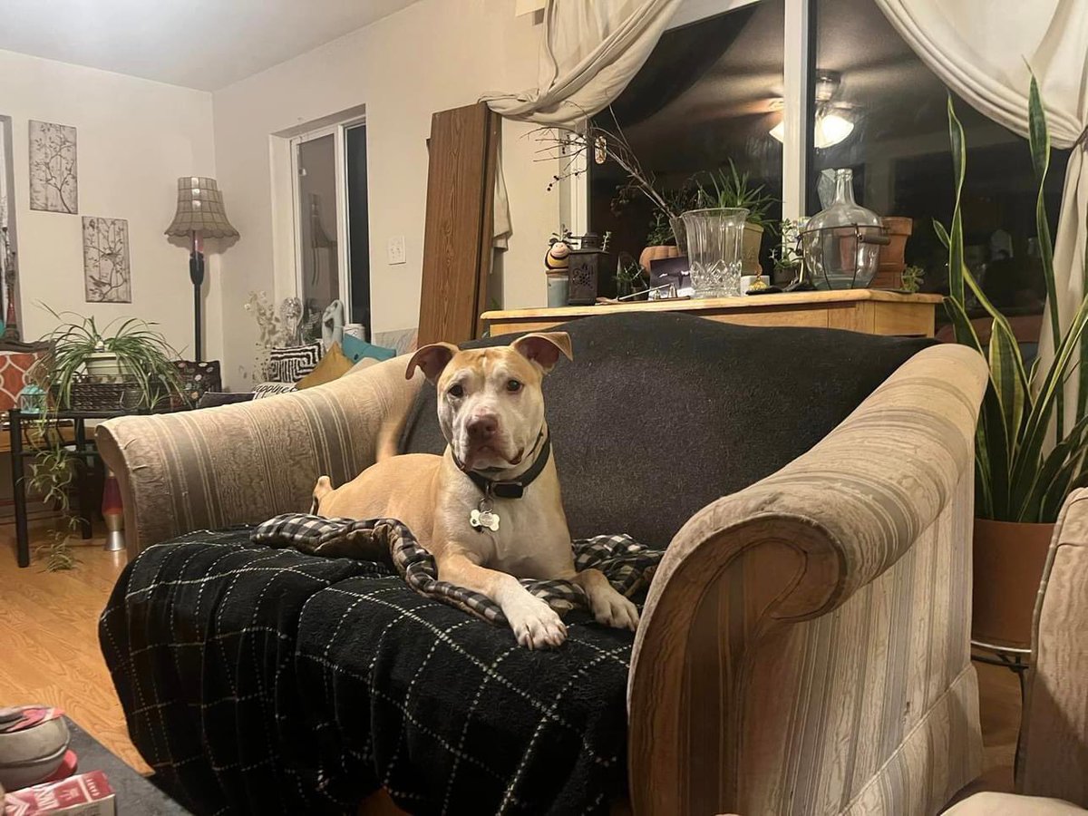 TikiTales's tweet photo. Can you  adopt Solly? His owner was a victim of Lāhainā fire. Solly is in Pollock Pines California with the dog sitter who cannot keep him. He’s neutered 4-6 years old. Pls share 

❤️🙏 #Mauifires #mauistrong #lahainastrong https://t.co/SxWlC9qgIM