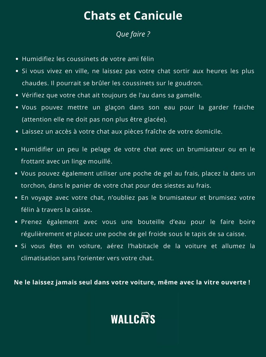 _WallCats_'s tweet photo. En cette période de chaleur, quelques petites astuces pour votre compagnon moustachu 🐱
#wallcats #chat https://t.co/nqnVKqJMZj