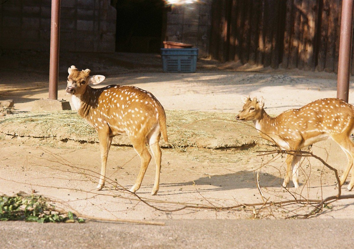 plastic_wings's tweet photo. 🦌🦌🦌
#film
#filmphotography
#OLYMPUS
#kodack https://t.co/L2waECGjhM