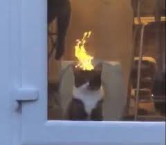 WelldiusPrimeX tweet media