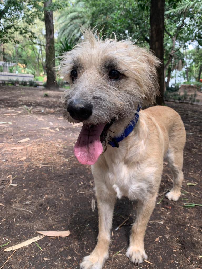 HELA_MORE's tweet image. Hola! Soy Rocket🤍
Estoy en busca de alguien que me quiera adoptar o por lo menos me dé hogar temporal en lo que me adoptan,no quiero irme a pensión😔
Por si no recuerdan,Hela me rescató cuando unas malas personas me echaron a la calle💔
Solo quiero una familia 🐶
Estoy en CDMX