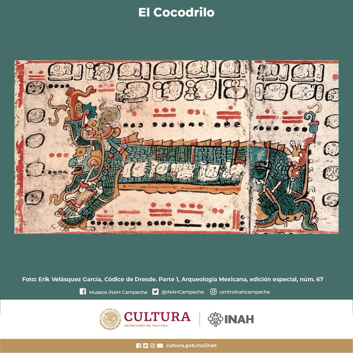 inahcampeche's tweet photo. 🐊Día Nacional del Cocodrilo

Este reptil habitante de manglares, pantanos, y cenotes de la península de Yucatán, fue un elemento preponderante en la cosmogonía de la cultura maya. Se le relacionó con la fertilidad de la tierra, de él dependía que las lluvias llegaran a tiempo. https://t.co/LYMuqIv1ui