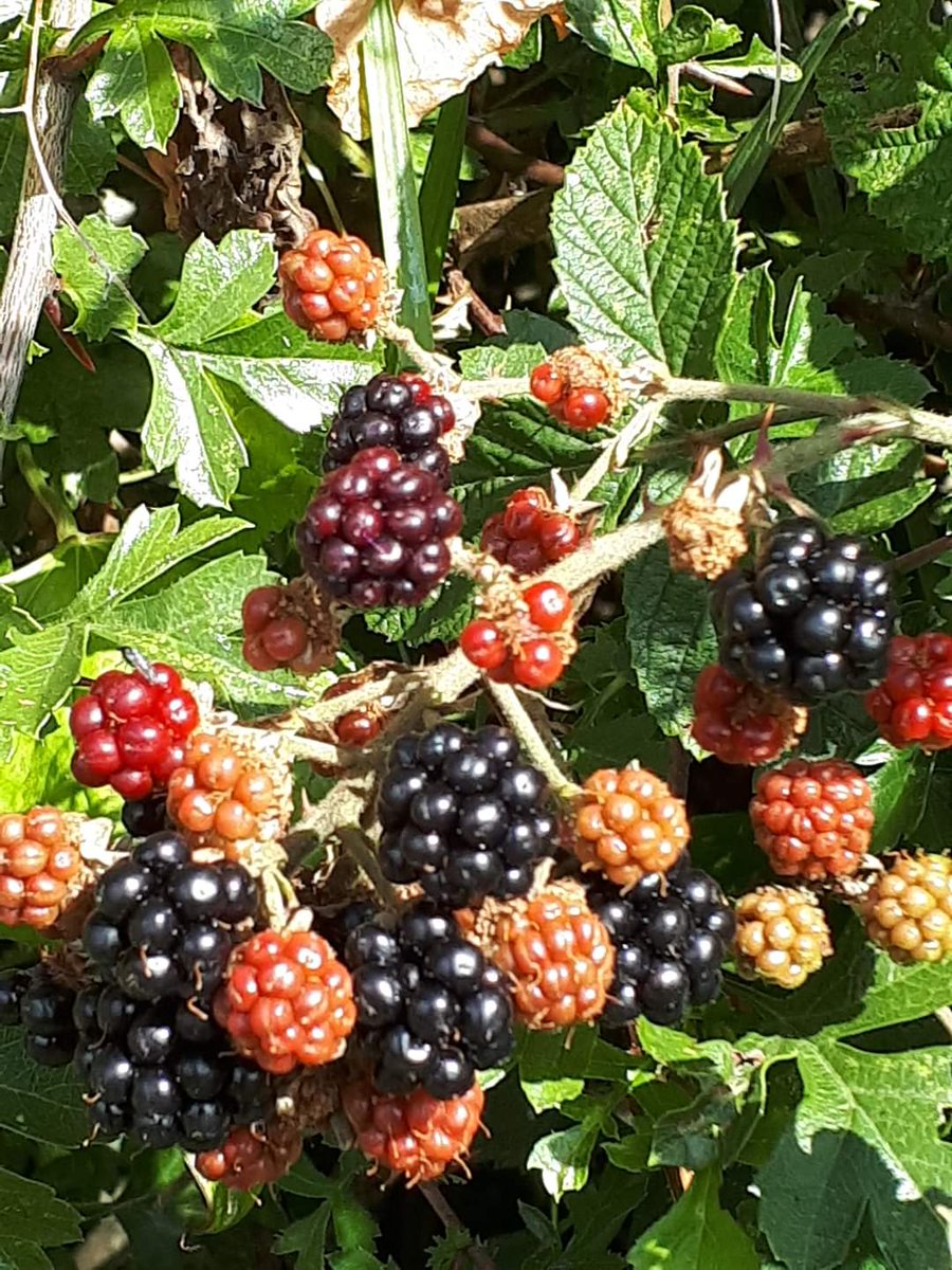 evesham ramblers tweet media