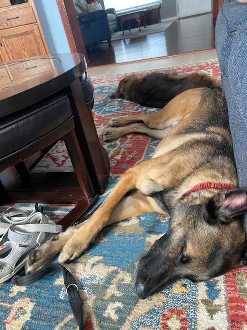 Finally done with the road trip and settling in to a new place!  Pips and Luna are amazing little travelers<a href="/tag/jordancon"class="tags"><span>#jordancon</span></a><a href="/tag/jordancon2024"class="tags"><span>#jordancon2024</span></a>