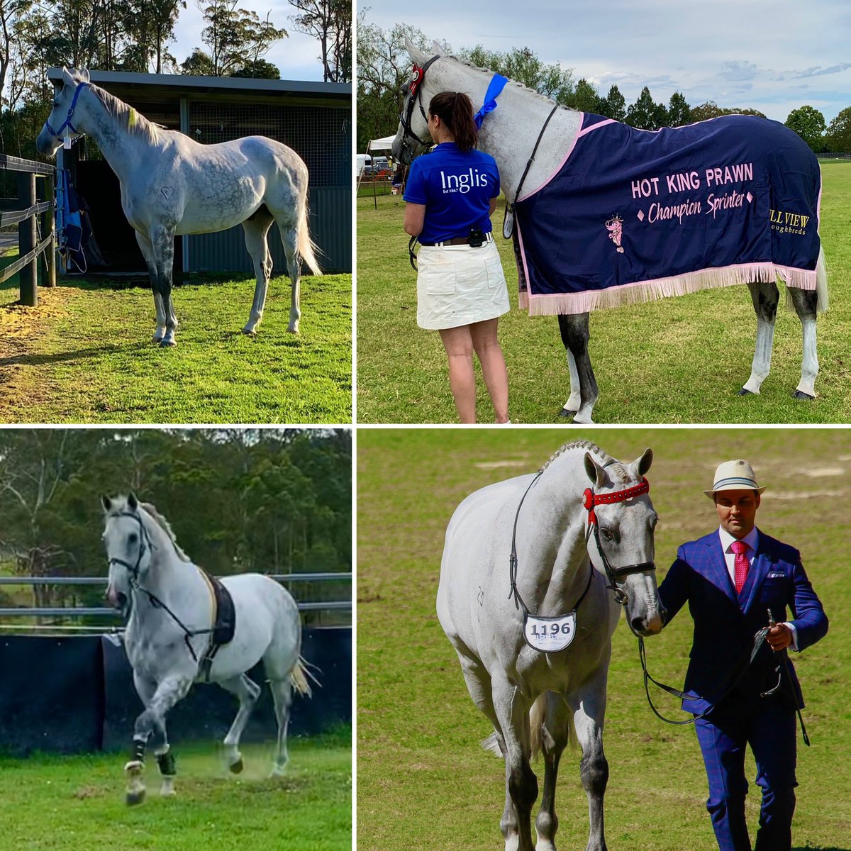 HillviewThorou1's tweet photo. 12 months!!
😍😍😍😍
🔥👑🦐
#Chilli 
#hkjc #jjsize #championsprinter #beautifulboy #showhorse
@HKJC_Racing  @HongKong_Racing https://t.co/M5kaelgRAr