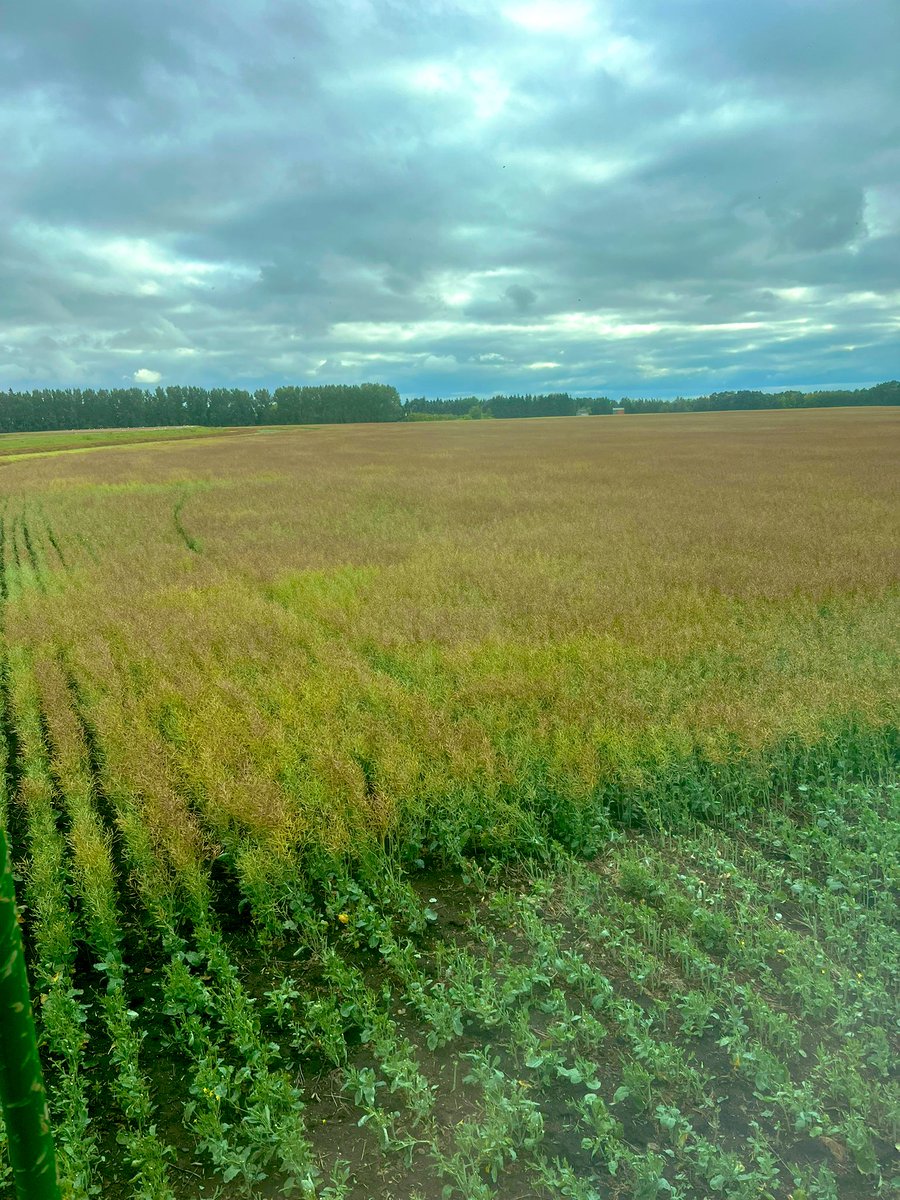 This is very frustrating. The colour of your equipment or your brand of seeder or which model of combine, adjust your seed depth, get perfect germination, apply lot’s of fertilizer with correct placement and timing, control those weeds. Does it matter? No. Weather matters.