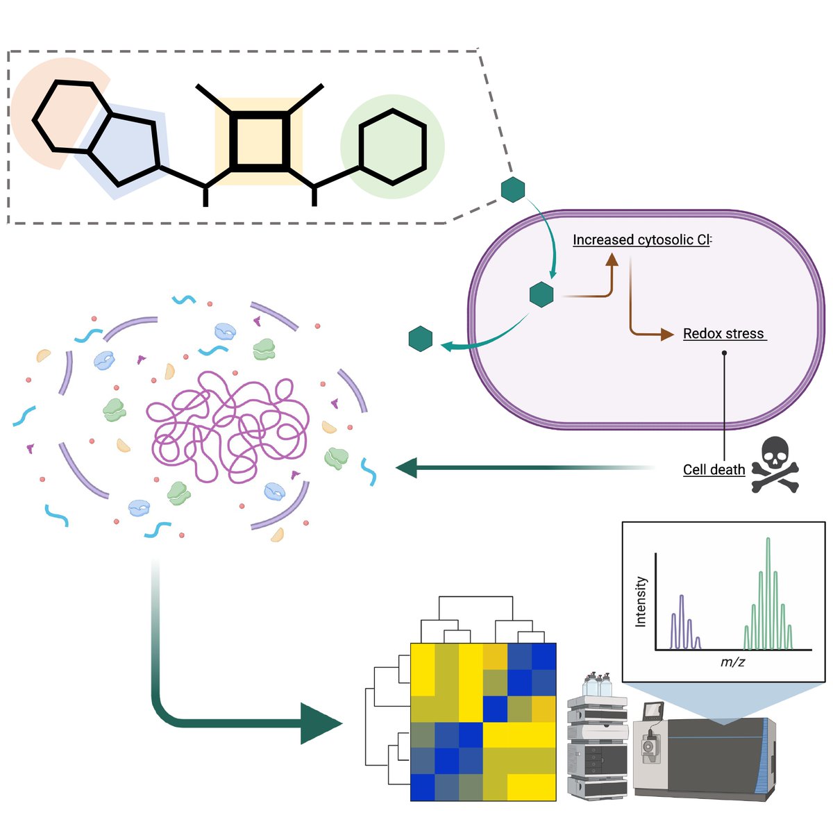 Congrats to @LukeBrennanChem & @LokeshKumarKu17, lead authors on our latest in @Chem_CP 'Potent antimicrobial effect induced by disruption of chloride homeostasis' Great collab between @MaynoothUni @philgale @CSHChem @MUMycology @nicb_dcu @SSPCentre authors.elsevier.com/a/1he1d8jWHEHS…