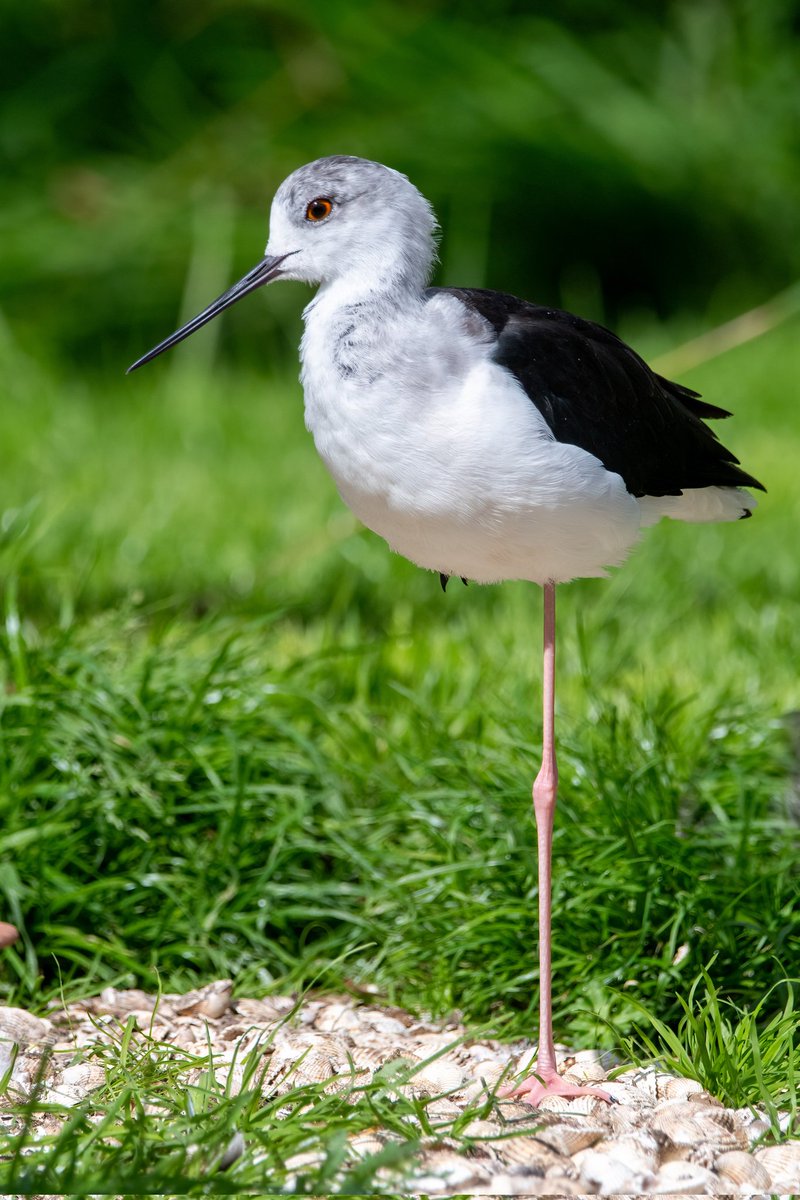 #blackwingedstilt @Pensthorpe 😍
#birds #birdphotography #birdwatching #wildlifephotography #wildlife #wader #naturephotography