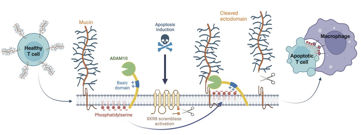 LinneaDrexhage's tweet photo. I'm thrilled to announce that our paper about ADAM10-mediated mucin shedding on apoptotic T cells has been released! Massive thanks to all who contributed on the way. Go check out the preprint here: https://t.co/2Tnn9kla2l https://t.co/Fw153XU2jo
