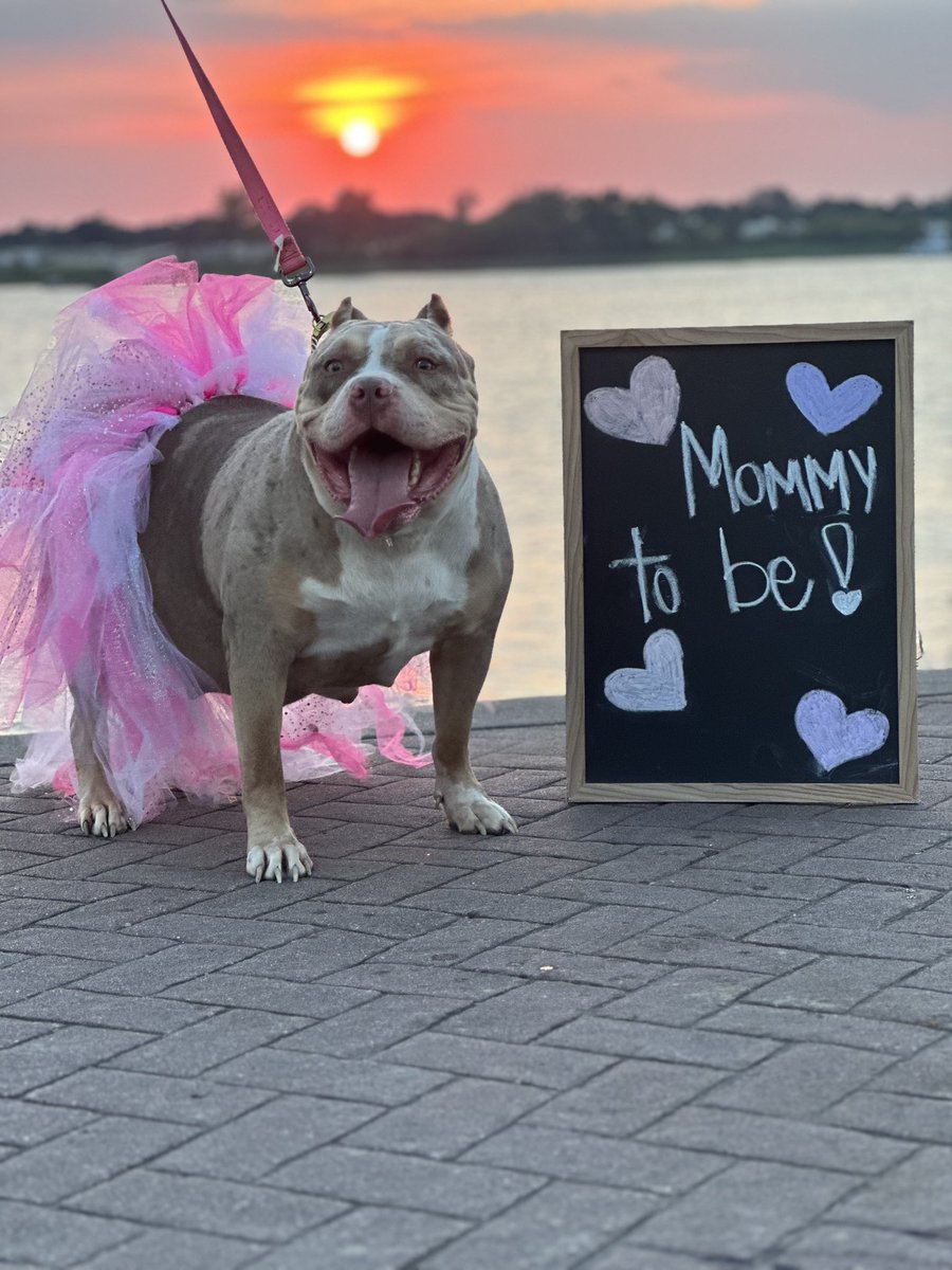 YeaThatsNuke's tweet image. Puppies from my babygirl will be here in a few days❗️🥰 

Interested in an XL Bully puppy contact me. Follow us on Instagram as well @bgk_1911 🐾🐾🐾

BGK Zuri Cain ❌ MBK Dark Knight of NBTB 🌈 🧬 🦍 🔥