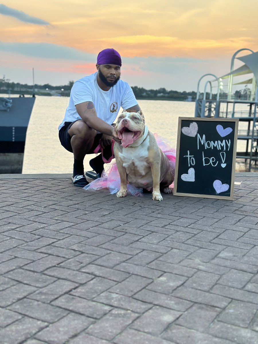 YeaThatsNuke's tweet image. Puppies from my babygirl will be here in a few days❗️🥰 

Interested in an XL Bully puppy contact me. Follow us on Instagram as well @bgk_1911 🐾🐾🐾

BGK Zuri Cain ❌ MBK Dark Knight of NBTB 🌈 🧬 🦍 🔥