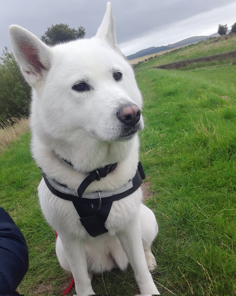 sweetexotics's tweet image. My girl 🤍🐾