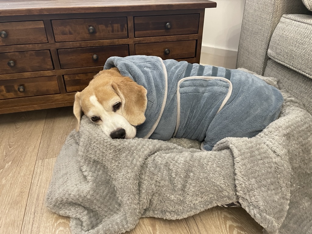 TheBarmyBeagle's tweet image. Post-bath blues in my plush robe. Who interrupted my mud spa session? 🐶 🛁

#BeagleBathTimeDrama