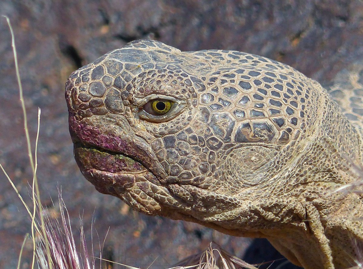 BLMUtah's tweet photo. Rocking prickly pear lipstick 💄, it’s desert chic! Bangin’ shade, but on BLM Utah #publiclands, nature loves you just as you are. 👄
#NoLipstickNeeded | #ColorCountryDistrict | #WildlifeWednesday
📷 Mojave Desert Tortoise in #RedCliffsNCA / #StGeorgeFieldOffice by John Kellam https://t.co/YEjValqJXI
