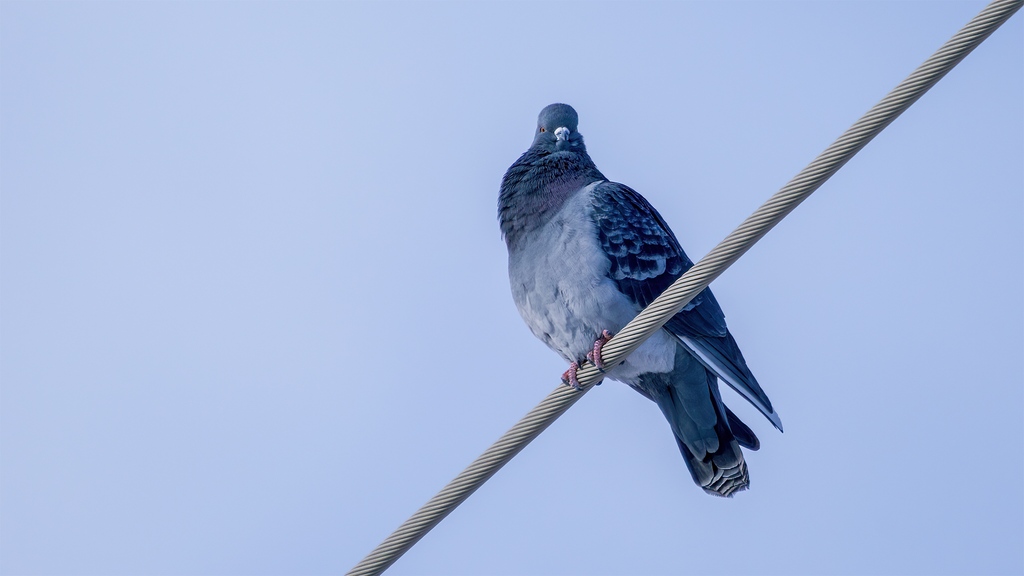 flockingaround's tweet photo. If there is one sports team that is deserving of the Rock Pigeon as its mascot, I think I have identified it: https://t.co/Qc7bT3VUHe

#pigeons #rockpigeon #funnybirds https://t.co/I5jgvjLfsi