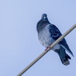 Photo by Flocking Around (@flockingaround)