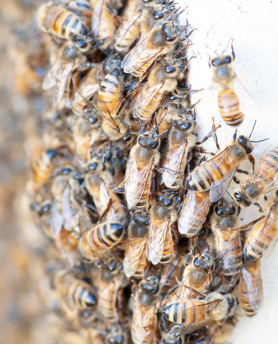 MuscleHoney's tweet photo. Ready for the days foraging

#musclehoney #purehoney #australianhoney  #bees #beekeeping #bee #beekeeper #rawhoney #honey #australia https://t.co/FzZVZnVqoL