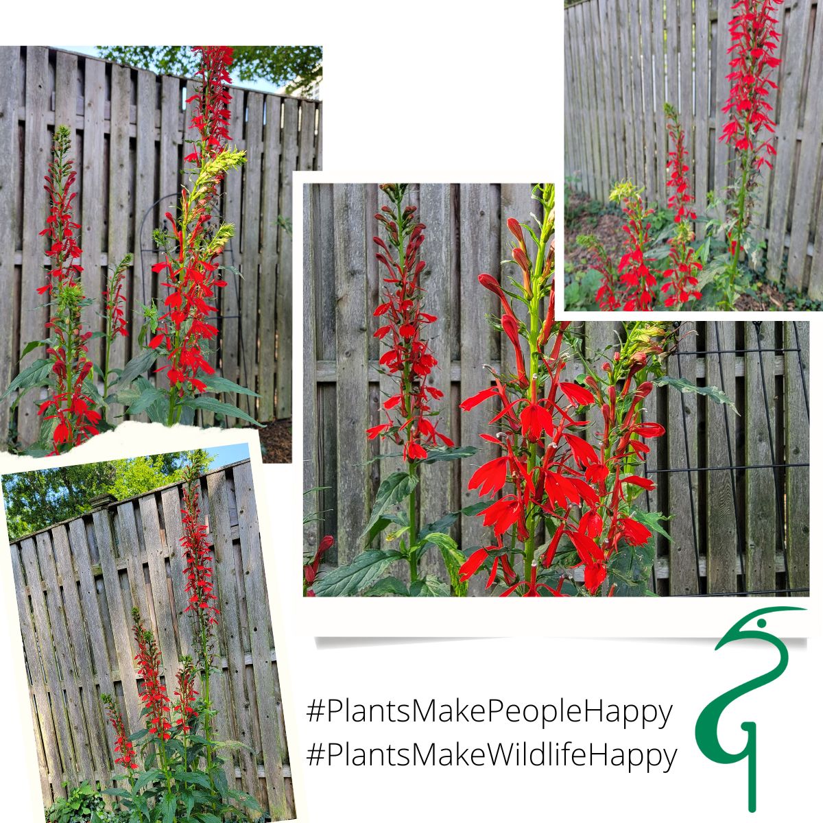 GreatSwampNJ's tweet photo. 📸 Debbie's Cardinal Flowers steal the show in her Florham Park backyard, courtesy of our 2022 #GSWAPlantSale. They're thriving this year! 🌼 Let's celebrate the power of native plants! 🎉

#NJNativePlants #GardeningwithNativePlants #PlantsMakePeopleHappy https://t.co/bHQ8ynSglQ